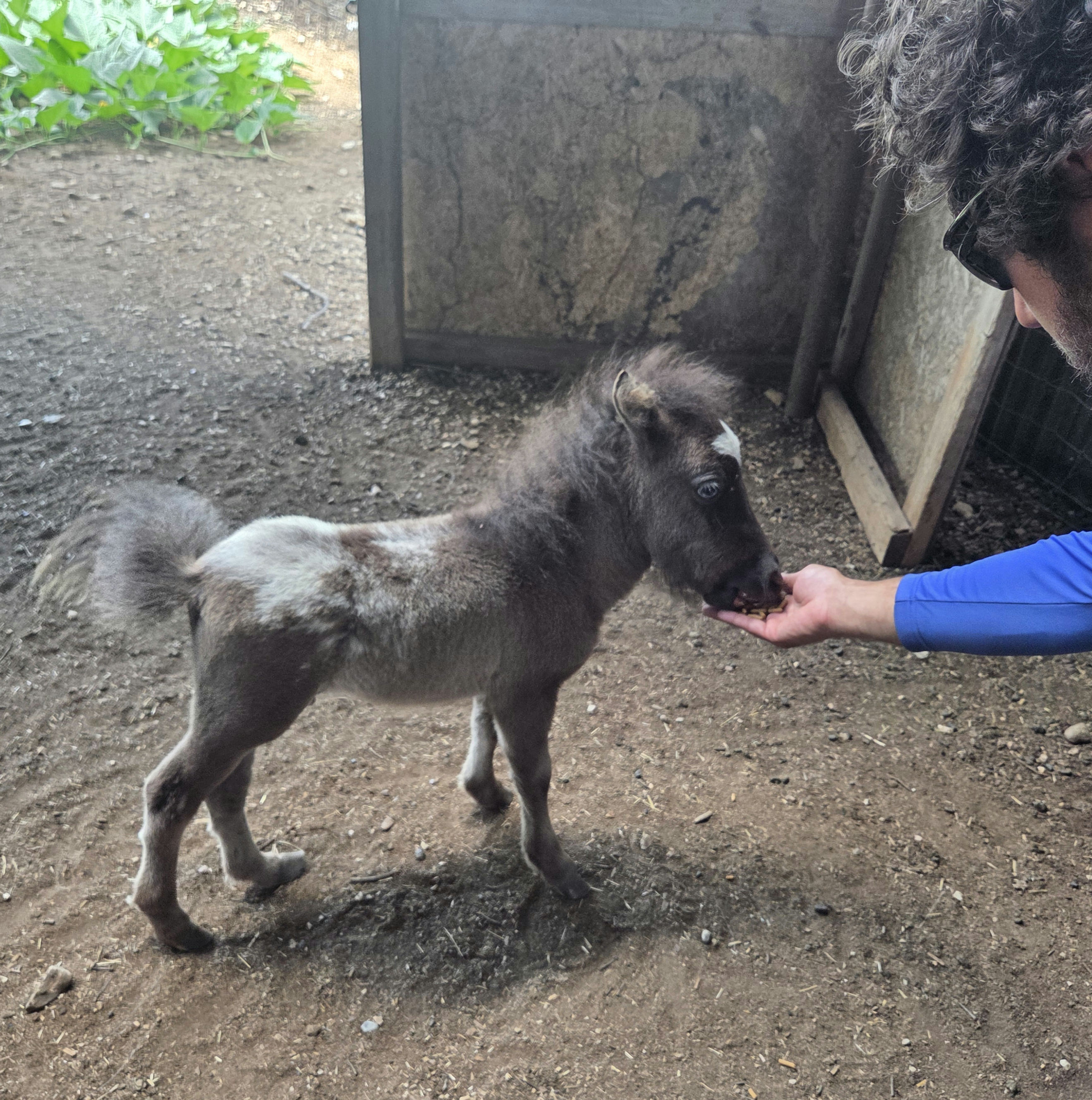 pet mini horse for sale