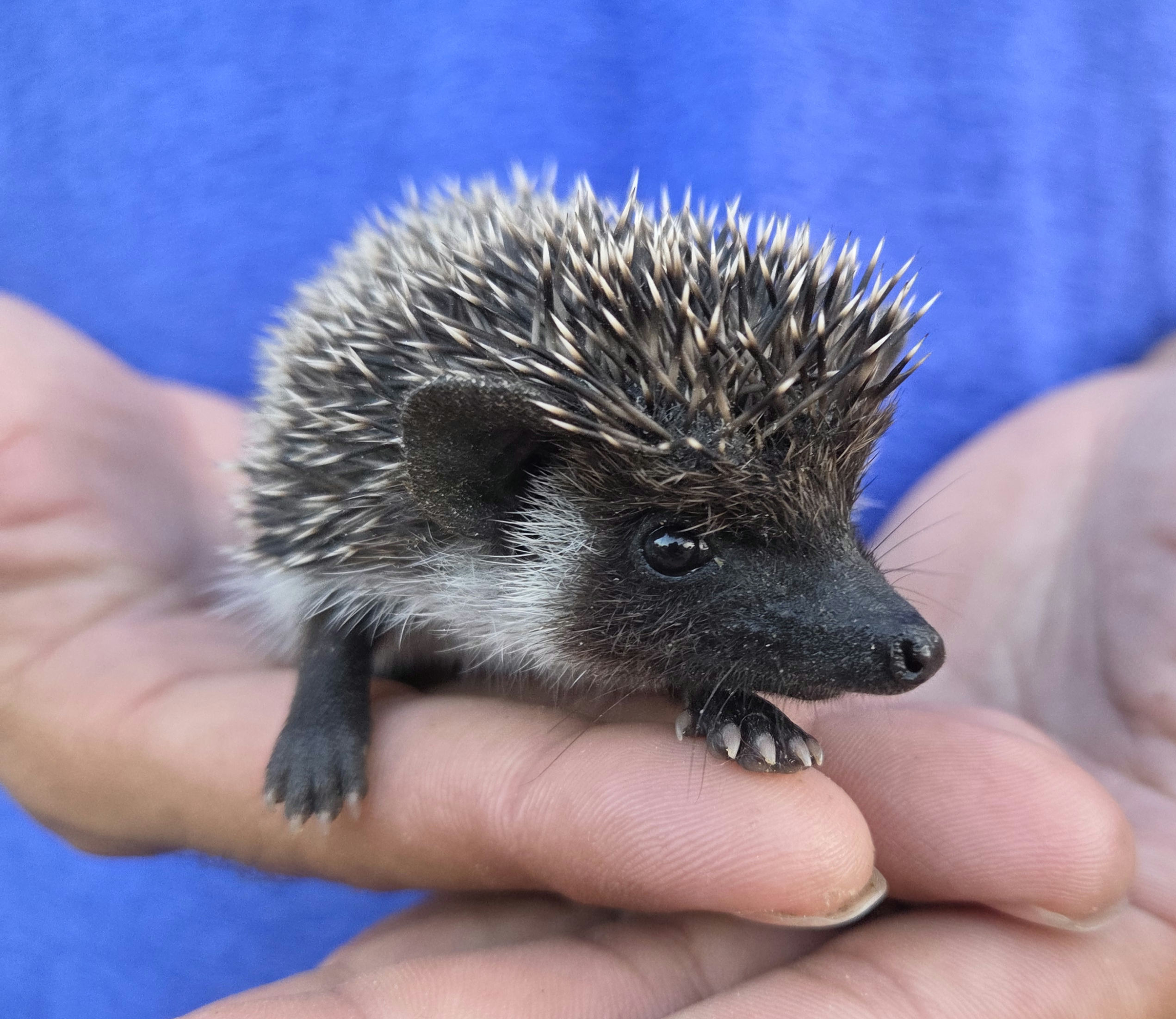 Dolly – Female Hedgehog photo 4