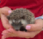 baby hedgehog for sale Texas