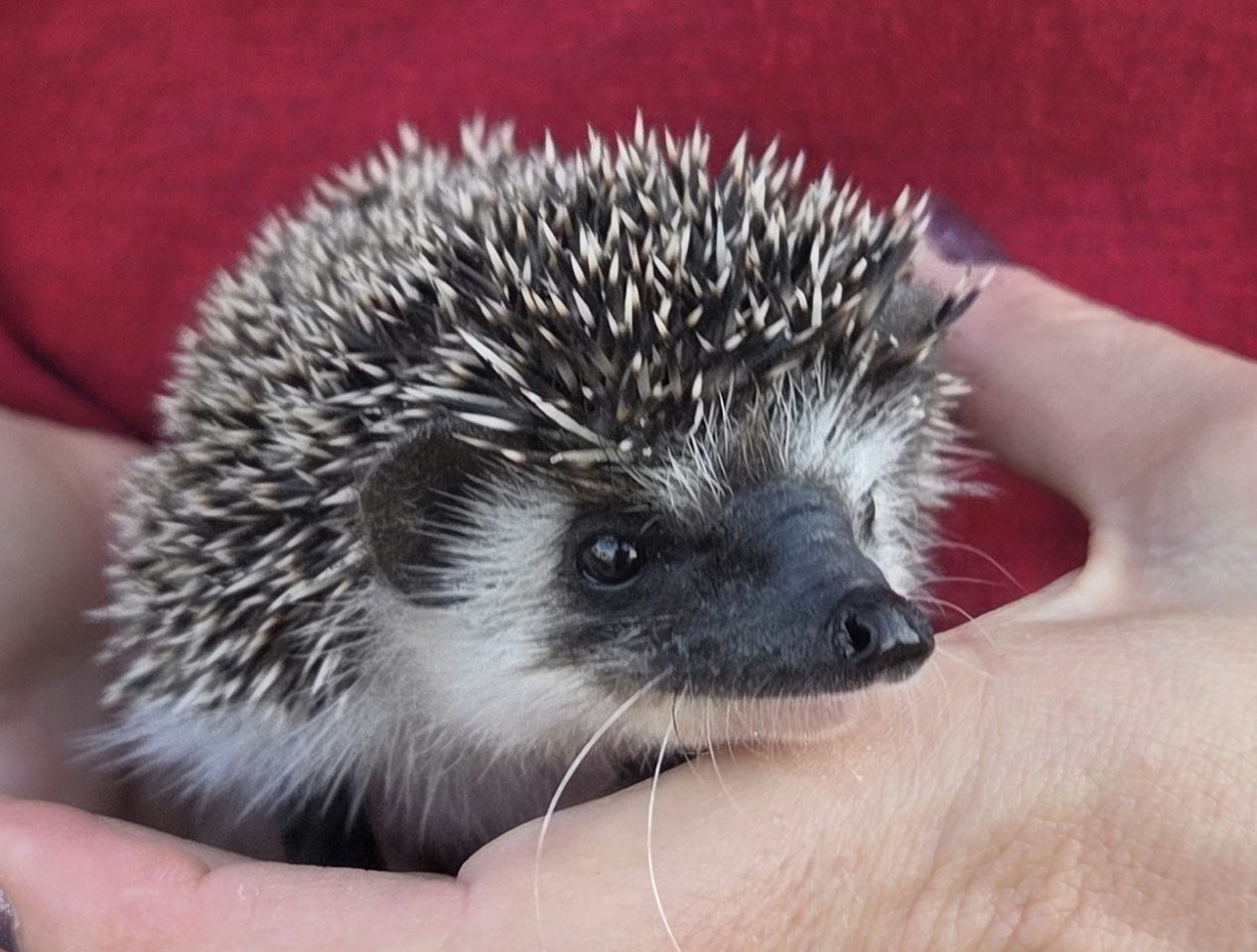 Ducky – Female Hedgehog photo 2