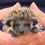 Thumbnail: hedgehog for sale