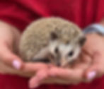 baby hedgehog for sale Texas