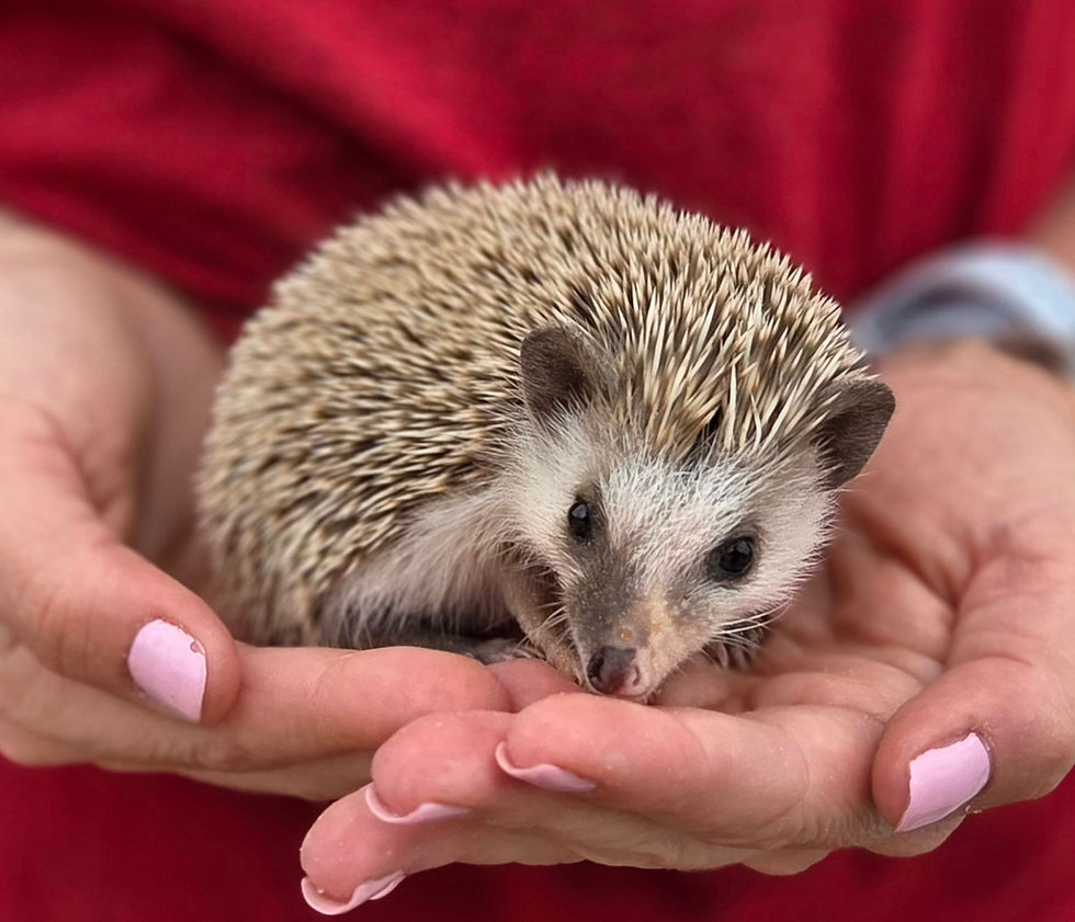 Thumbnail: baby hedgehog for sale Texas