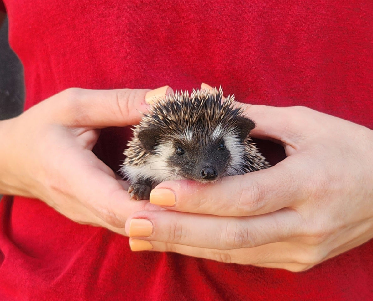 Veruka – Female Hedgehog photo 6