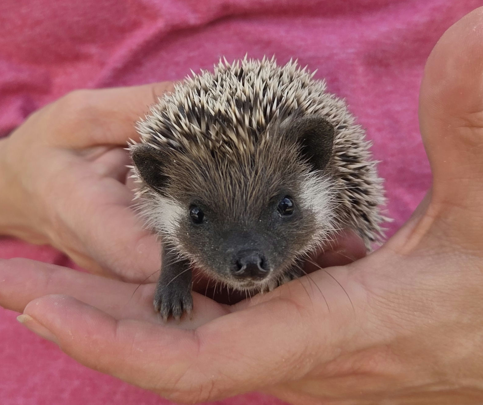 Ajax – Male Hedgehog