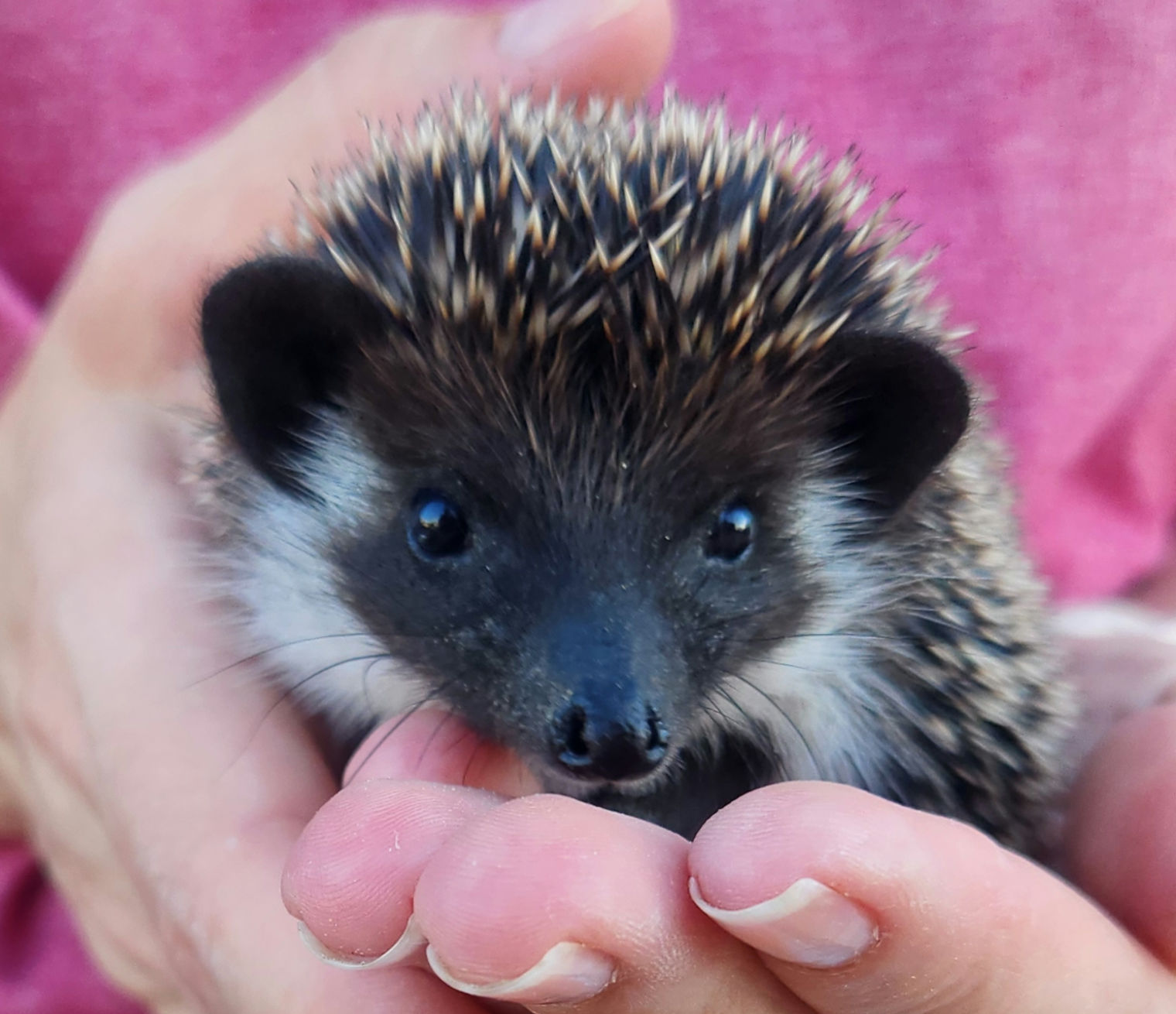 Polo – Male Hedgehog
