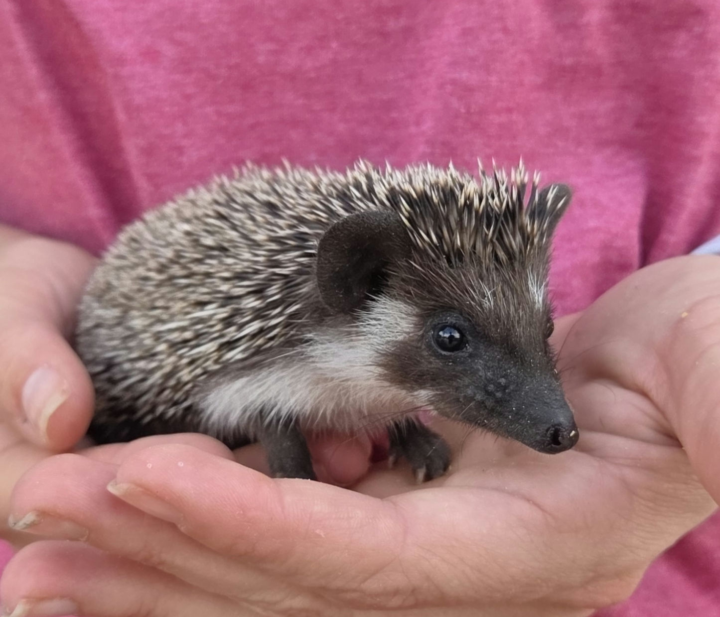 Spruce – Male Hedgehog photo 6