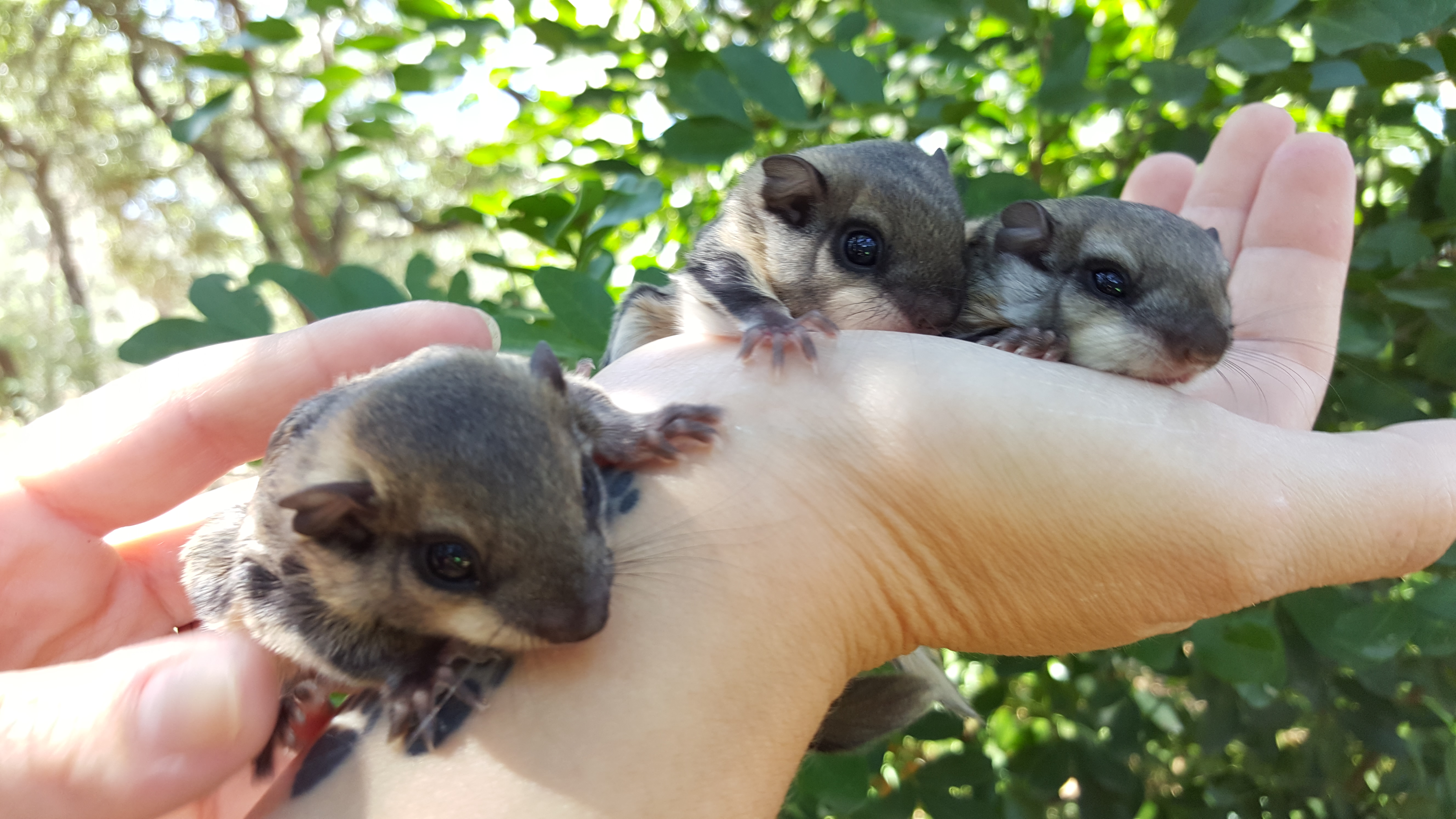 flying squirrel pet price