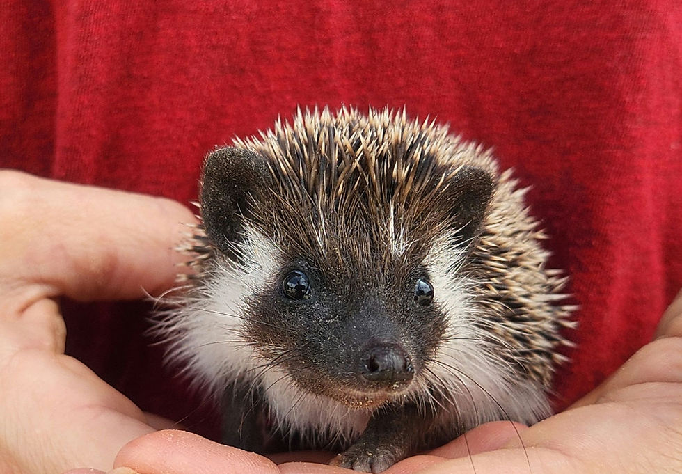 hedgehog breeder in Texas.jpg