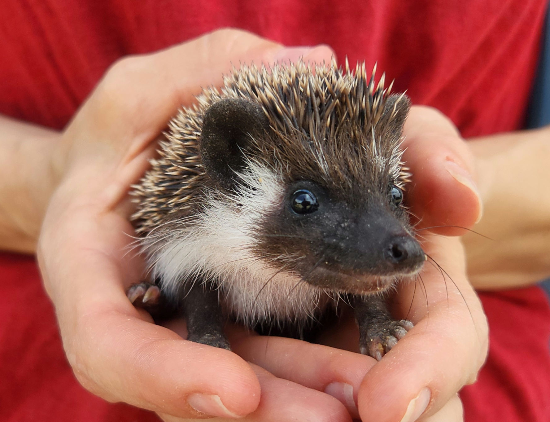 Annika – Female Hedgehog photo 3