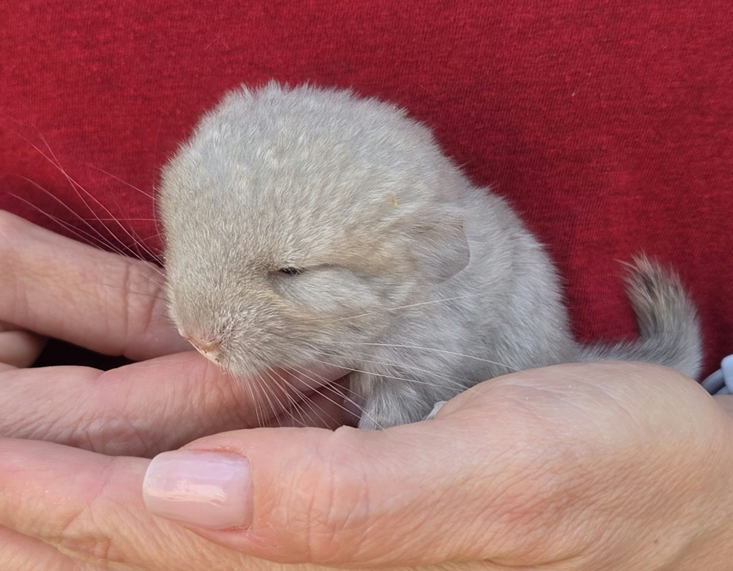 chinchilla for sale
