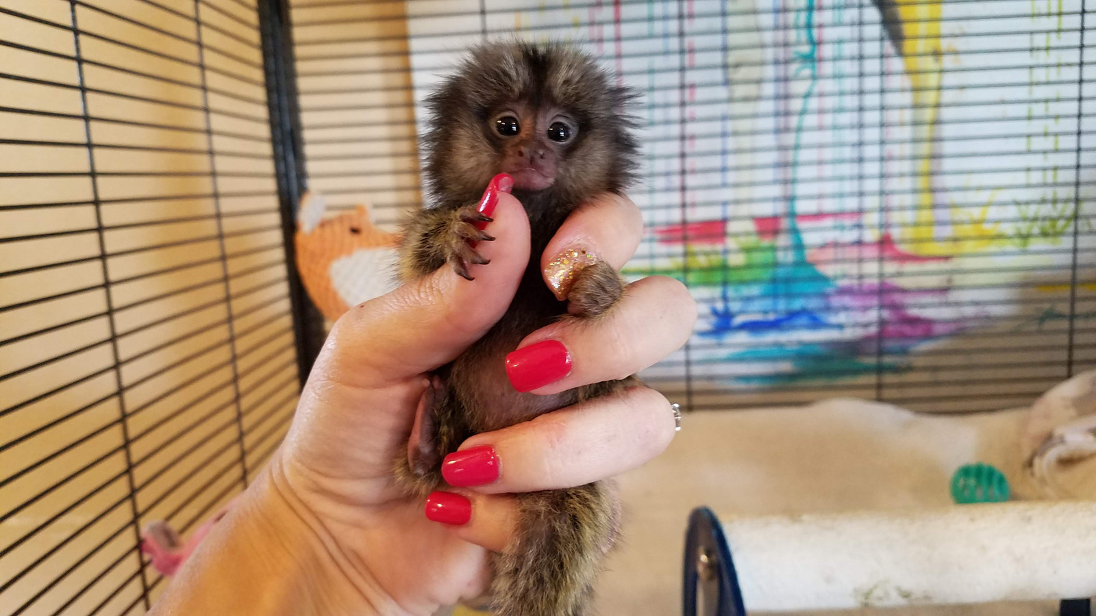 Marmosets Finger Monkeys For Sale Janda Exotics Animal Ranch United
