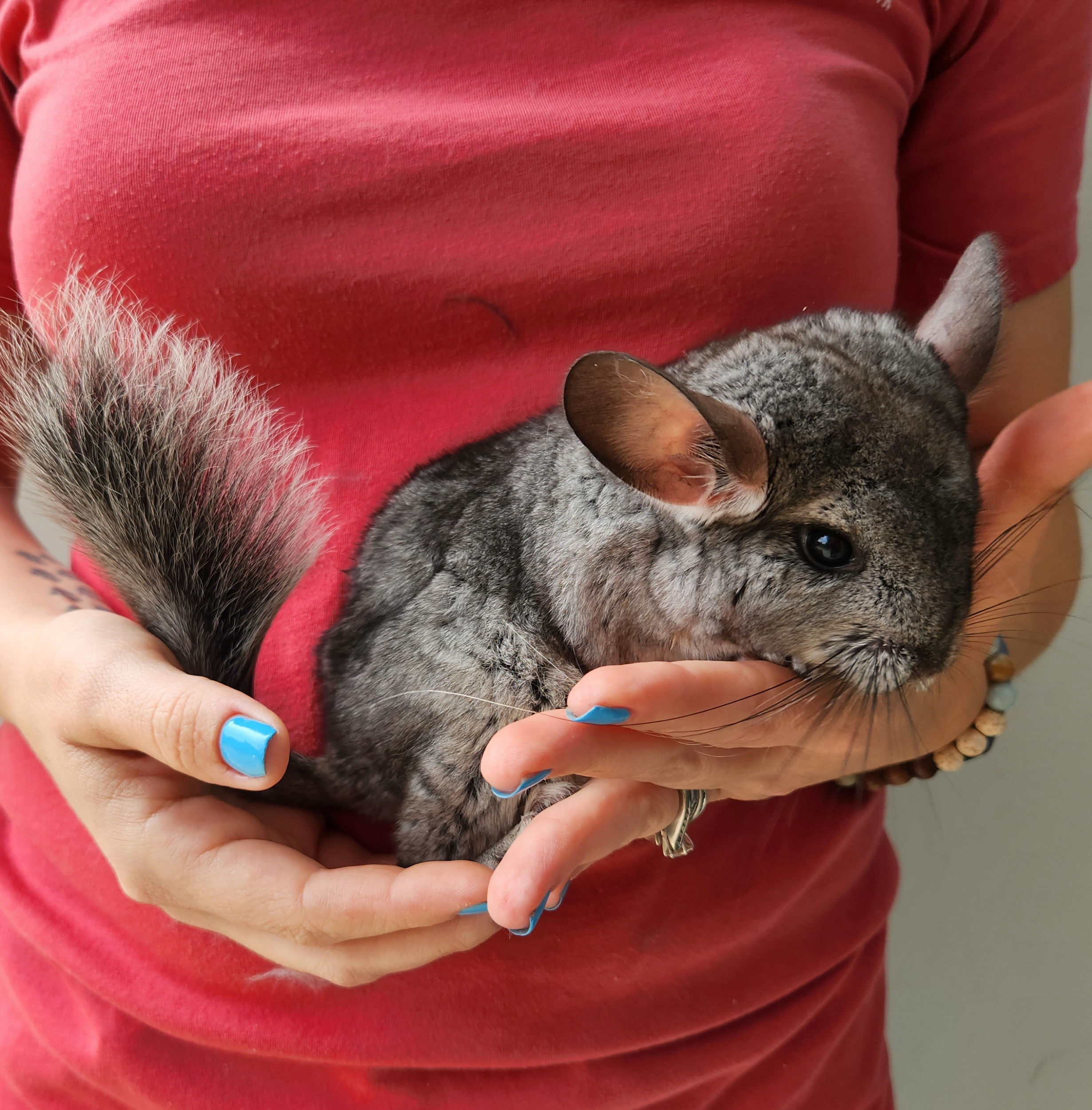 Chinchilla pet for sale