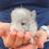 Thumbnail: chinchilla for sale