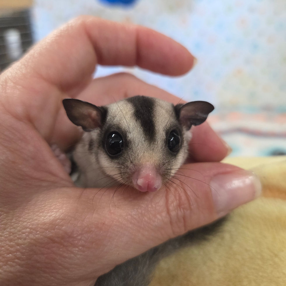 sugar glider joey for sale