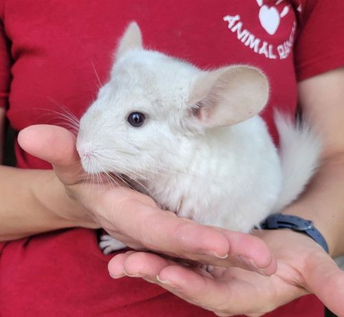 Pet Chinchilla White Wilson Chinchilla Safe Foods For Chinchillas