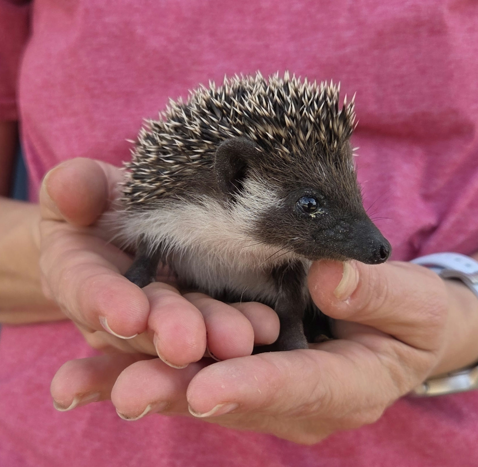 Fitz – Male Hedgehog photo 5