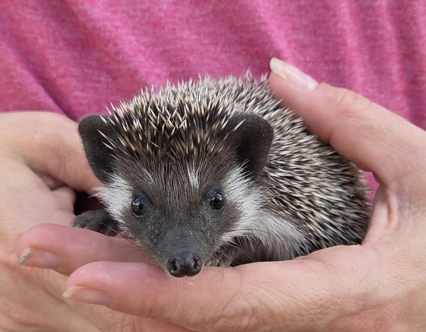 Spruce – Male Hedgehog photo 3
