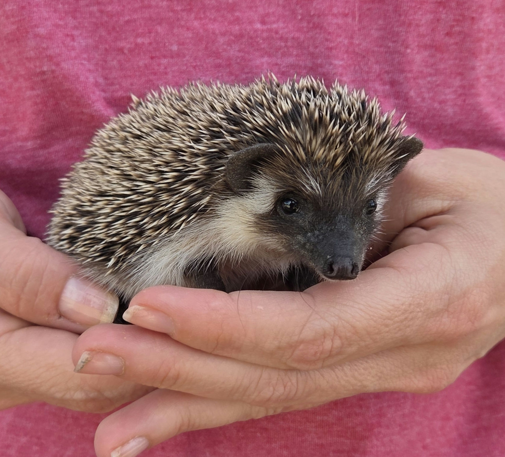 Vivi – Female Hedgehog photo 3