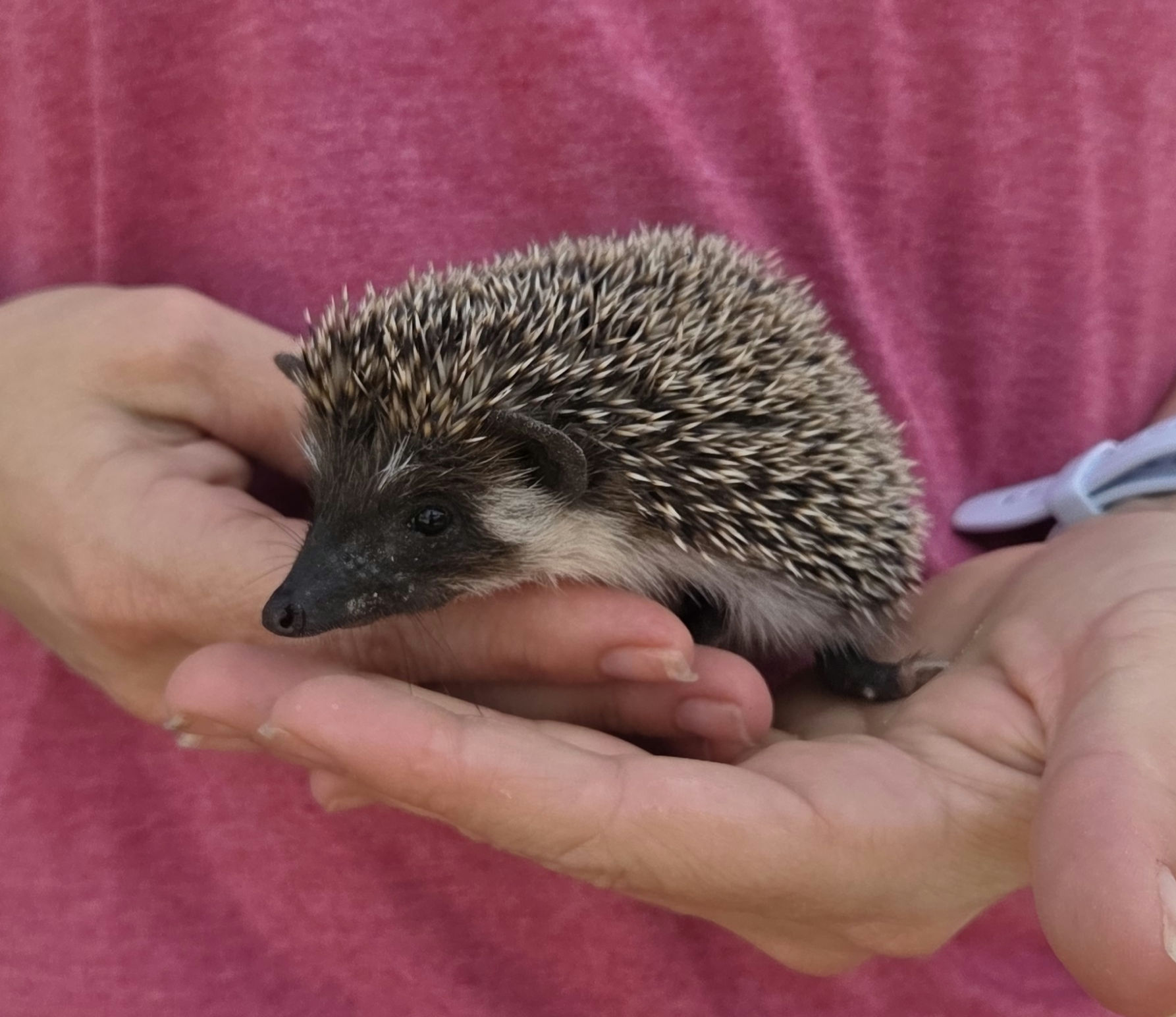 Vivi – Female Hedgehog photo 2