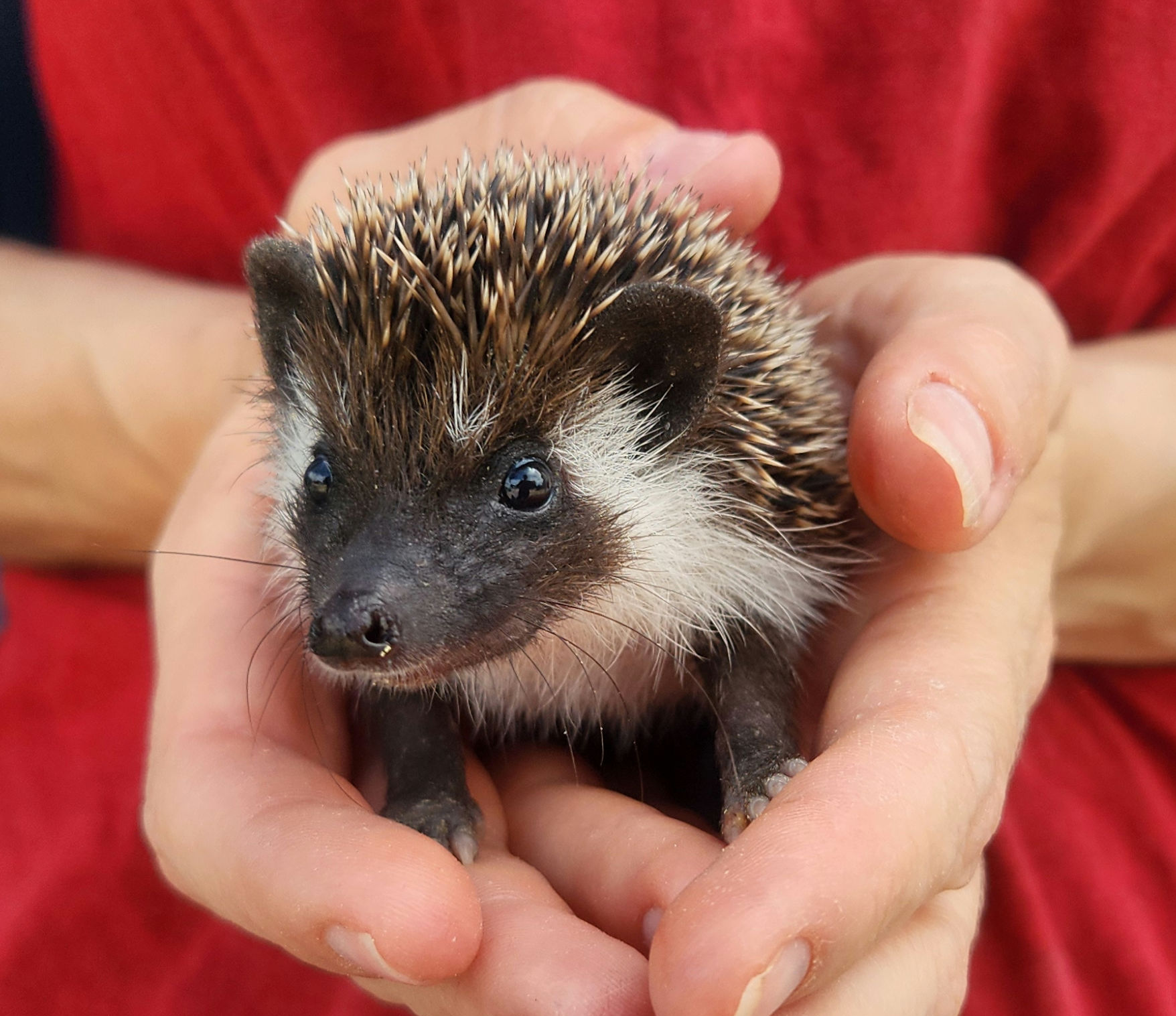 Annika – Female Hedgehog photo 2