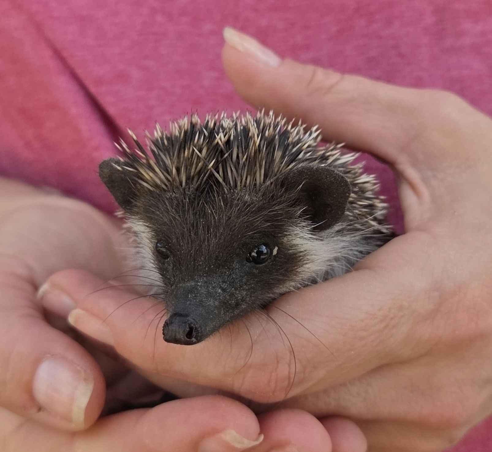 Ocean – Male Hedgehog photo 4