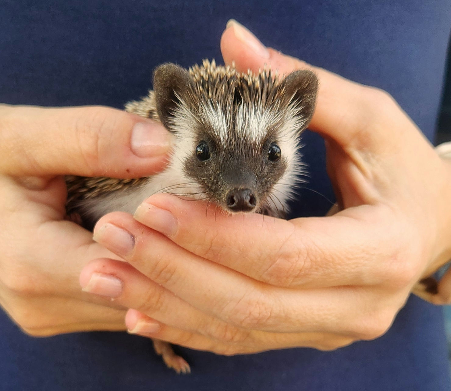 Farmer – Male Baby Hedgehog photo 5