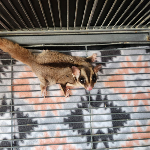 Lillian Adult Female Sugar Glider PRICE 195 Janda Exotics Ranch