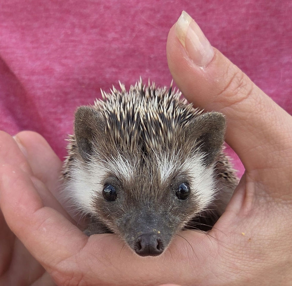 Thumbnail: Hedgehog for sale