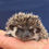 Thumbnail: hedgehog for sale