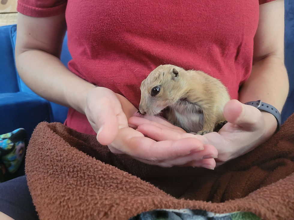 Mika Baby Prairie Dog Pup Male PRICE 400 Janda Exotics Ranch