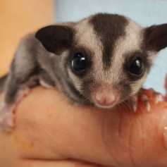 Sugar Gliders For Sale | Janda Exotics Animal Ranch | United States