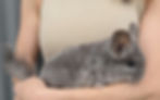CHINCHILLA for sale.jpg