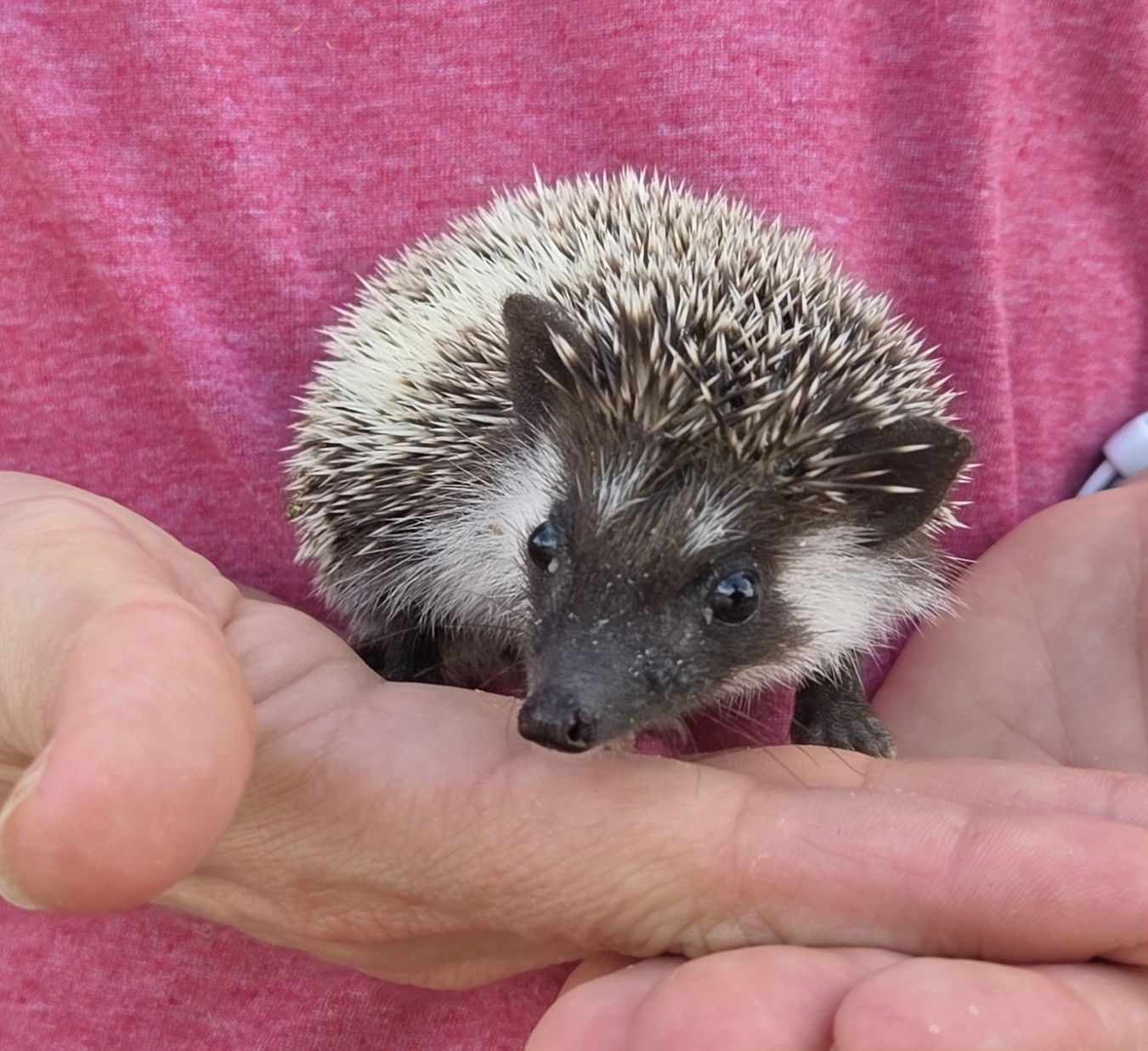 Elm – Male Hedgehog photo 2