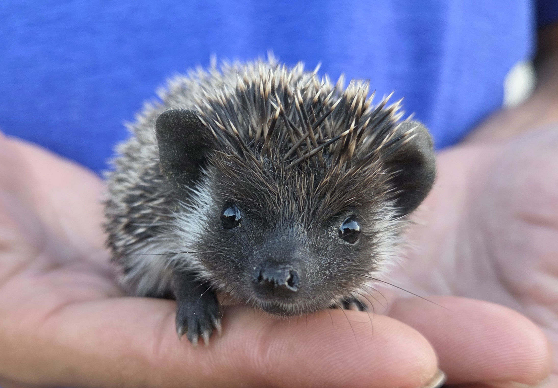 Hedgehog baby for sale