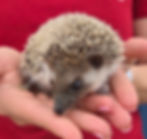 baby hedgehog for sale Texas