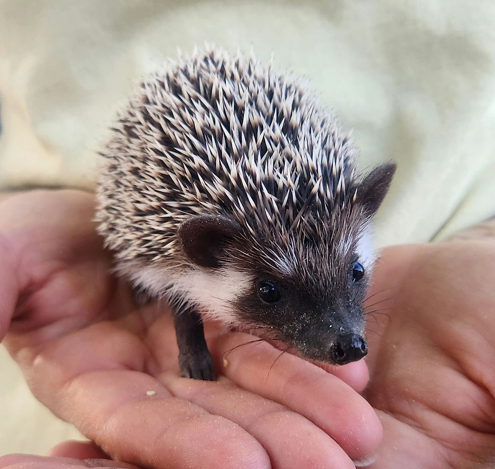 hedgehog baby for sale.jpg
