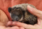 hedgehog for sale