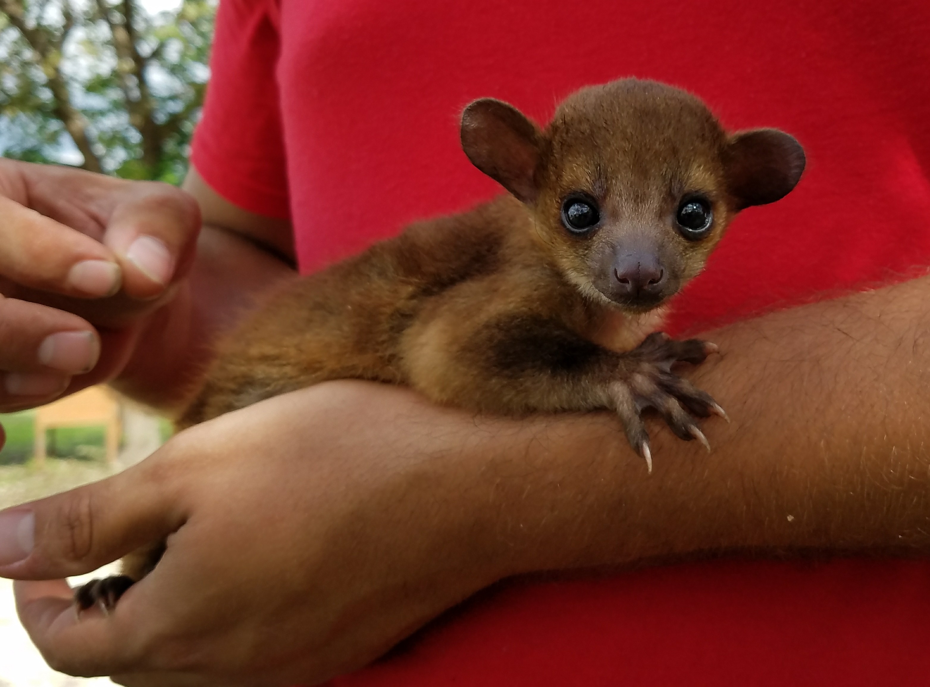 Caring for the Kinkajou CyFair Animal Hospital