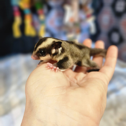 Burr Male Sugar Glider PRICE 500 Janda Exotics Ranch