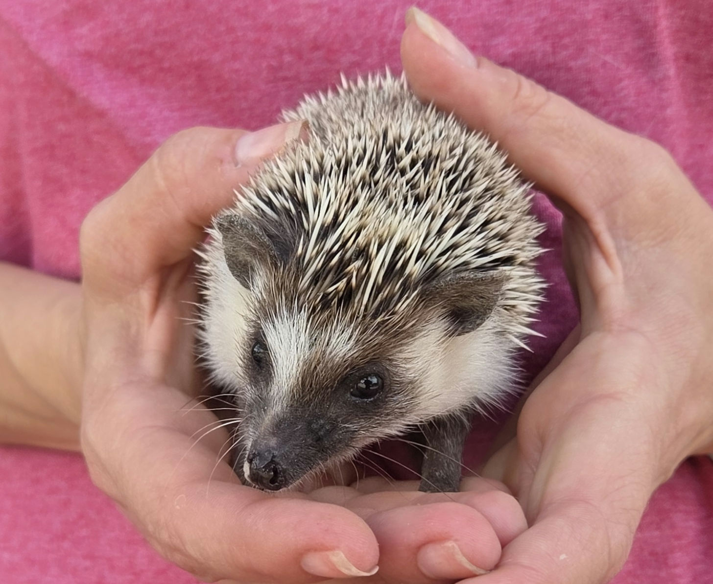 River – Female Hedgehog photo 4