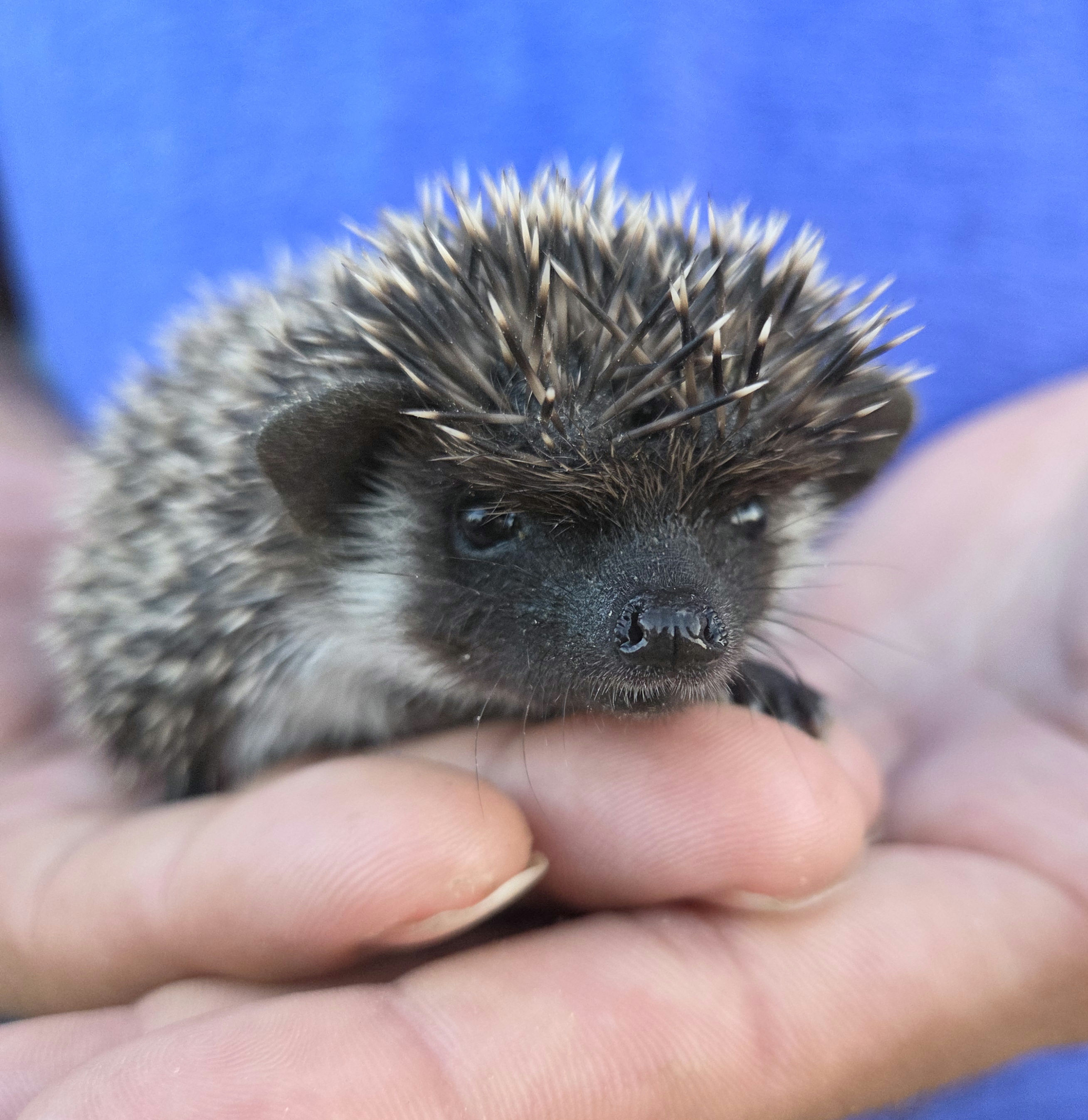 Dolly – Female Hedgehog photo 3