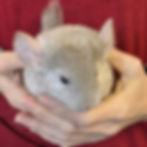 chinchilla pet for sale