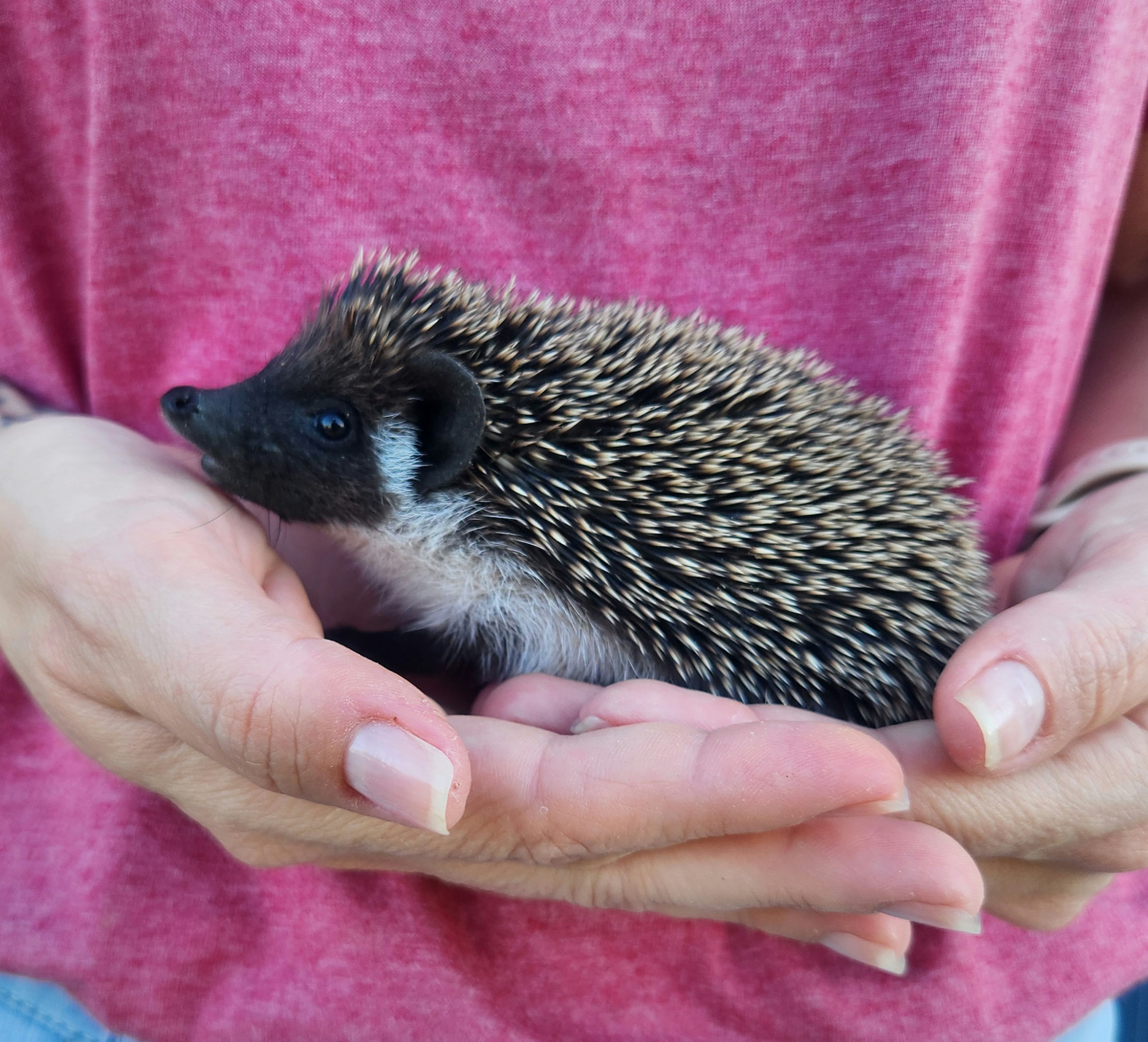 Polo – Male Hedgehog photo 3