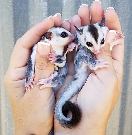 Sugar Gliders For Sale In Florida Craigslist