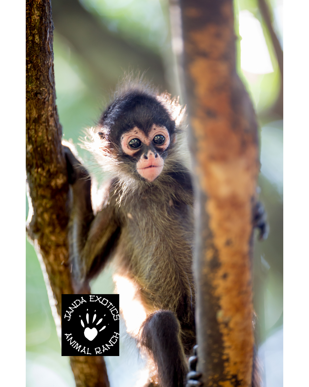 Spider Monkey Baby Connection Service