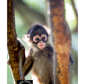 Spider Monkey Baby for Sale