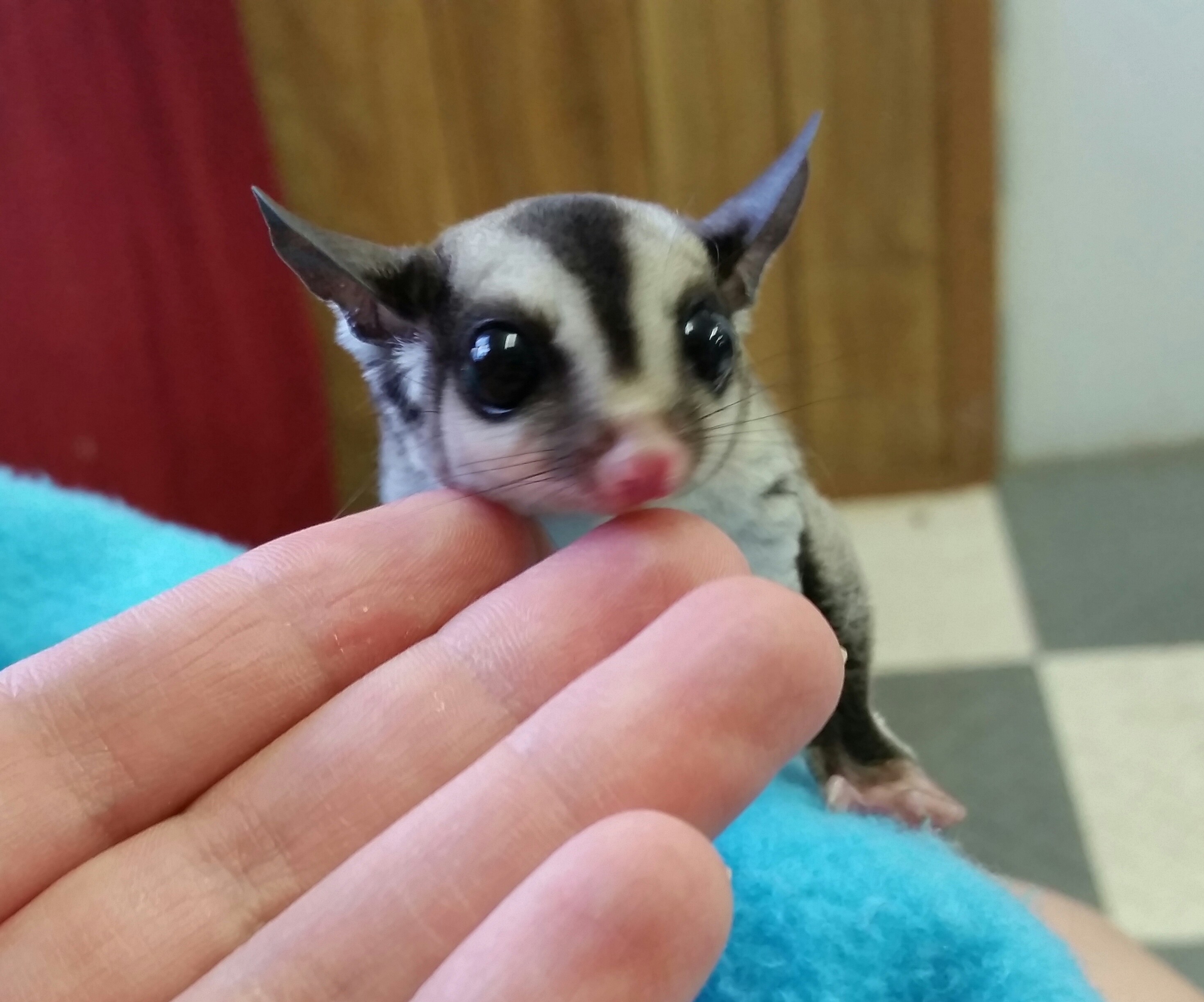 sugar glider for sale sugar glider for sale