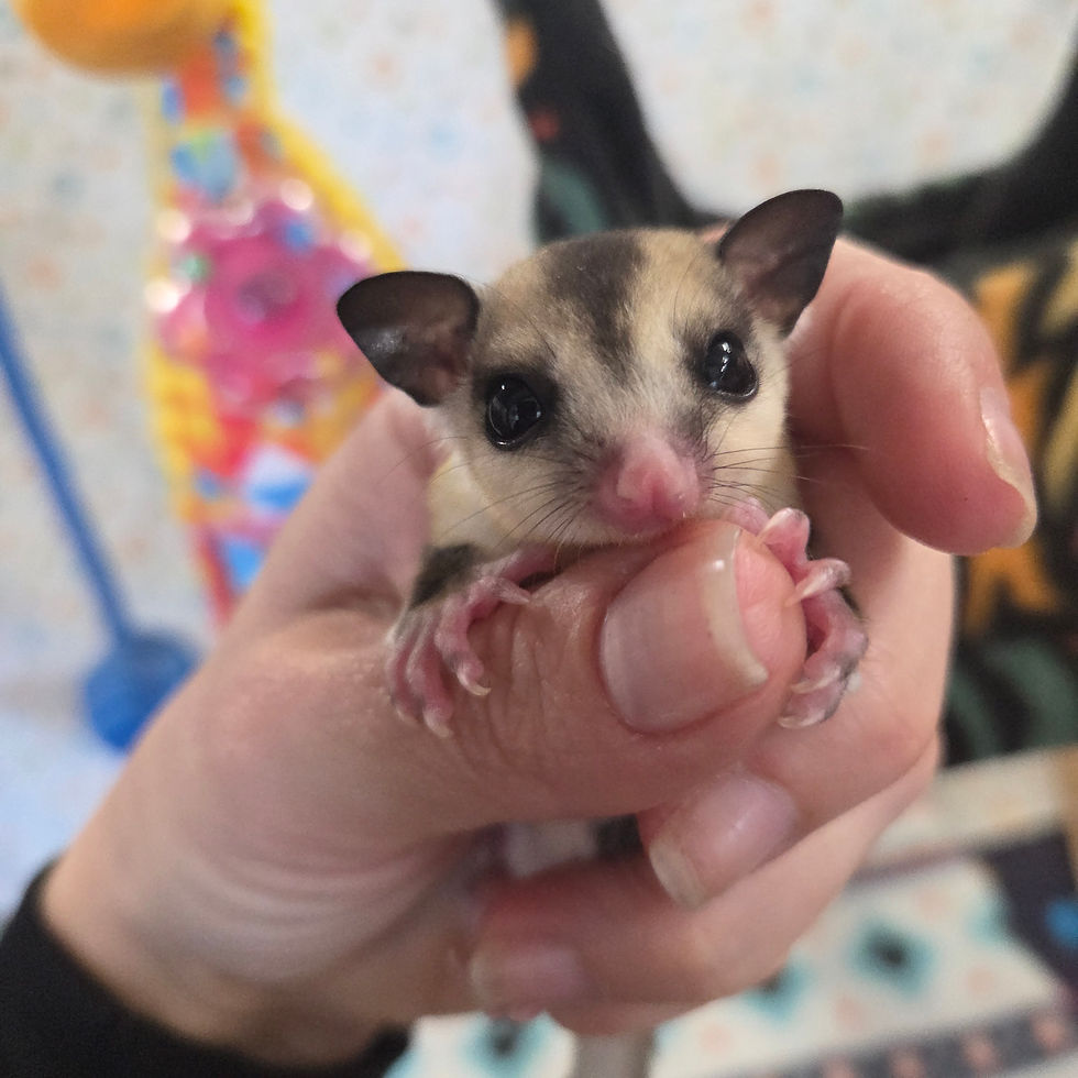 Thumbnail: sugar glider joey for sale