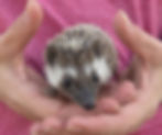 Thumbnail: Hedgehog for sale